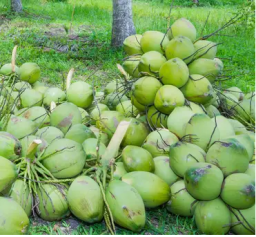 Raw Natural Coconut Exporter&comma; Pollachi&comma; Tamilnadu&comma; South India