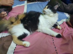 Persian Cat Calico Breed, Female Sale, Ukkadam, Coimbatore