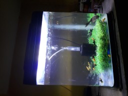 Fish tank sale