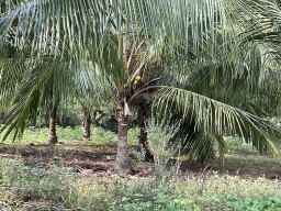 CHEAP COCONUT FARM FOR SALE NEAR TIRUNELVELI