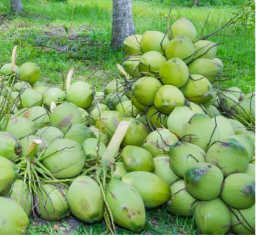 Raw Natural Coconut Exporter, Pollachi, Tamilnadu, South India