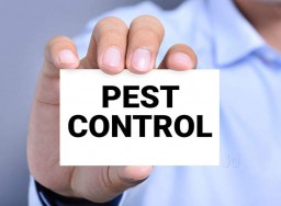 Pest services Chennai