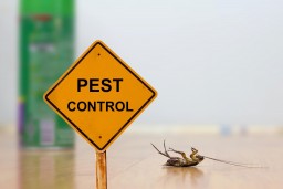 Pest Control Chennai