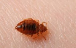 Bedbugs Control Chennai