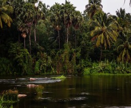 Raw Natural Coconut Exporter, Pollachi, Tamilnadu, South India