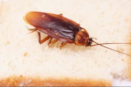 Cockroach control Chennai